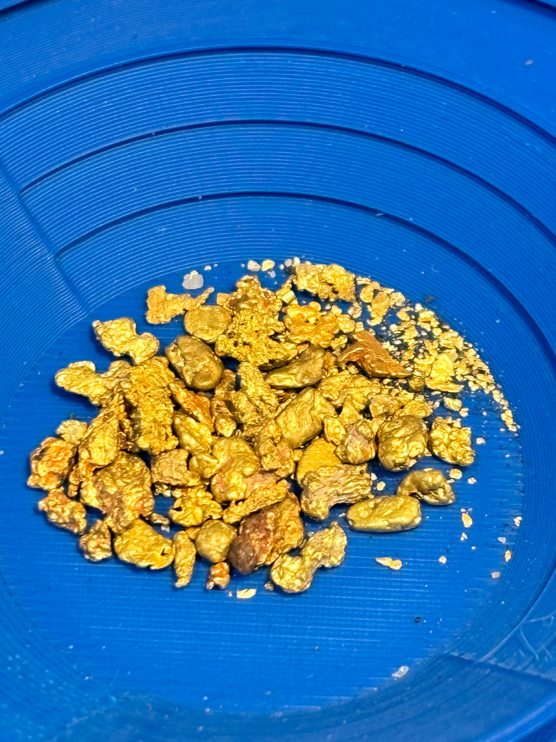 Gold found in Australian creeks with a gold pan and river sluice 